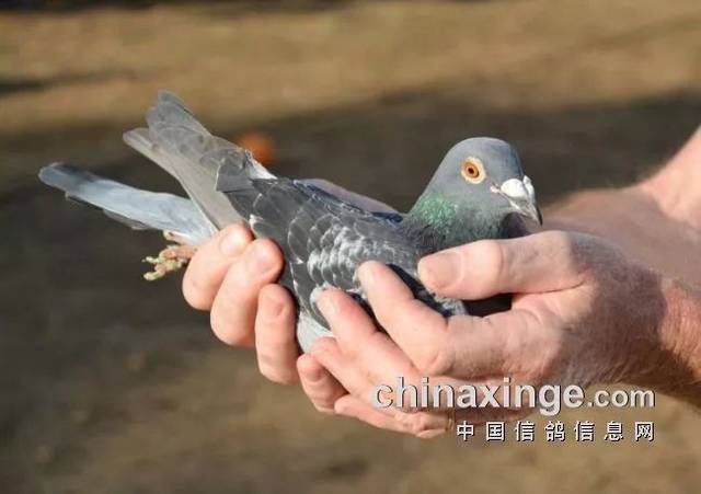 未來湯村項(xiàng)目注定是配套豐富的大型社區(qū)